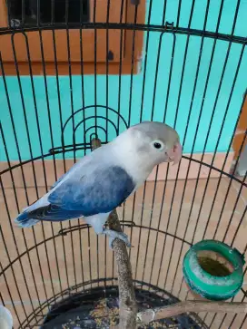 Love Bird Biola Euwing Betina
