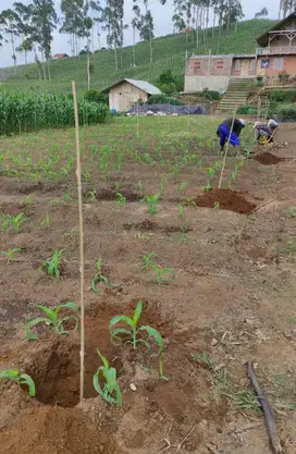 Jual Tanah kebun Murah Luas di Pinggir jalan Raya Kamojang-Garut