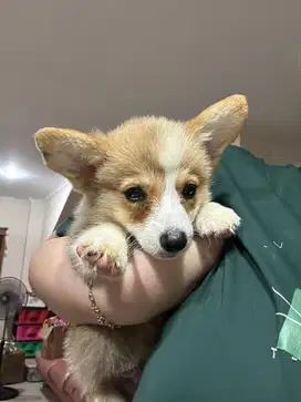 Dijual anak anjing puppy Corgi Betina jantan sable stambum vaksin chip