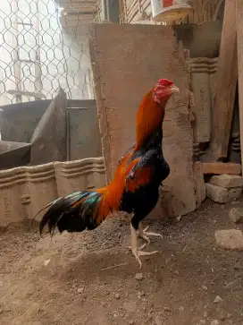 Ayam Bangkok Sisik Satria Sinekti