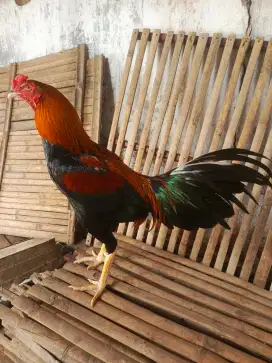Ayam Bangkok Muda