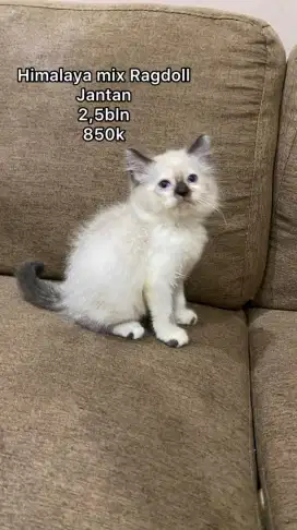 Himalaya x ragdoll