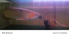 Arwana Super Red