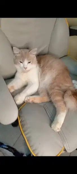 Jual kucing indentik kucing viral pororo