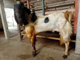 jual kambing domba sapi qurban/kurban aqiqah gratis ongkir jabodetabek