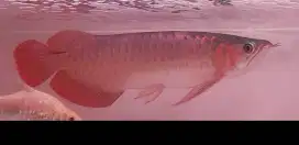 Arwana super red