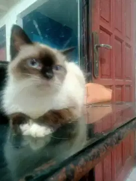 jual kucing himalaya