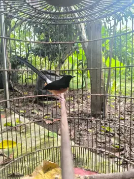 Murai batu jantan