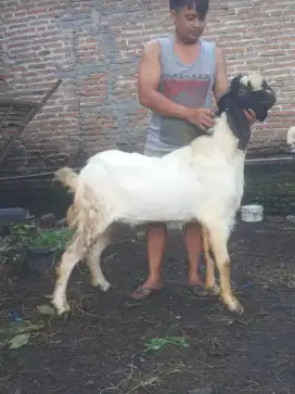 Mnggo kambing kurban jamin murahh