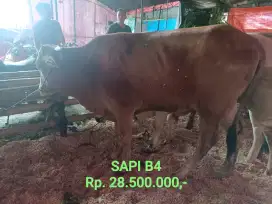 Heran Qurban Sapi Harga mulai dari 21 jutaan Babakan Sari Antapani Bdg