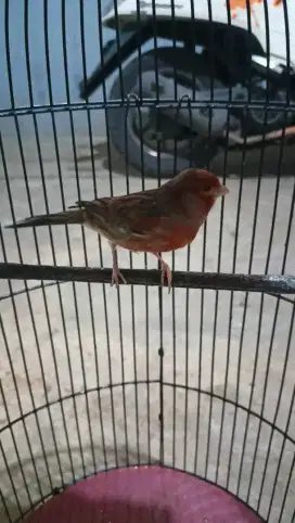 jual kenari lengkap sama kandang