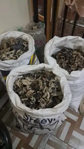 JAMUR KUPING KERING