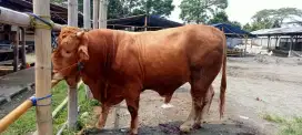 Jual Hewan Qurban Sapi Domba Antapani Babakan Sari Kiaracondong BDG