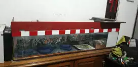 Akuarium  150x35x35      350    ciledug