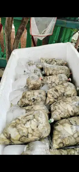 TIRAM SEGAR 1KG SURABAYA