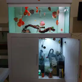 Borongan Aquarium 120x60x60 full 12ml harga negoin aja edisi bosan