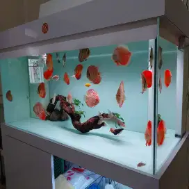 Aquarium 120x60x60 full 12ml dan isi ikan discus(edisi bosan)