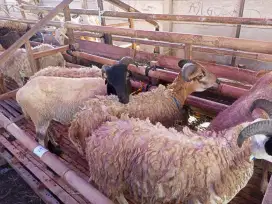 Jual Hewan Qurban Domba dan Sapi - Babakan Sari, Kiaracondong