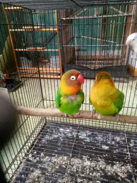 Lovebird 1 pasang di mahar