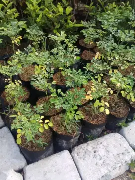 Grosir aneka bibit buah murah