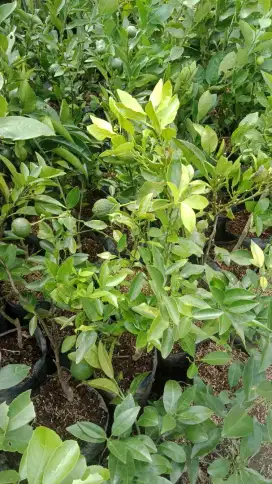 Grosir bibit buah jambu kristal harga murah