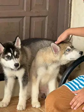 Husky Malamute Big Bone