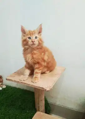 Kitten MaineCoon jantan Pure No mix. Induk ped CFA Maine Coon