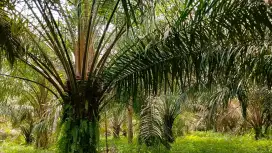 Lahan 8 Rante cocok untuk investasi