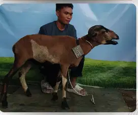 Jual hewan qurban domba dan sapi