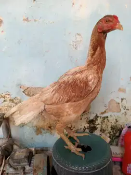 Ayam betina buat ternak jenis koytrad x mangon