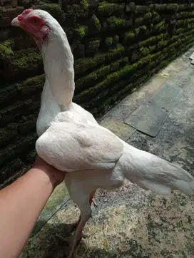 Ayam betina putih mulus postur tinggi