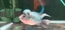 Ikan Louhan chencu