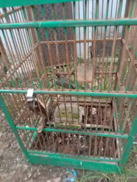 Jual burung opior jambul