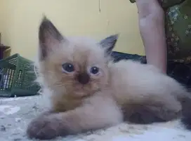 Kucing himalaya x siam