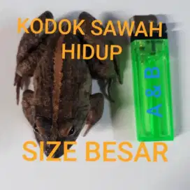 katak sawah besar untuk praktek biologi dll
