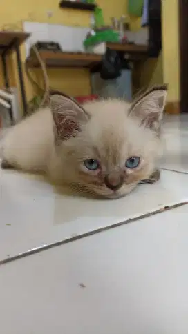 Kucing kecil himalaya x siam