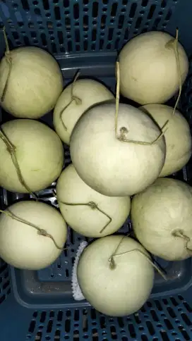 Melon honey globe super manis dan renyah
