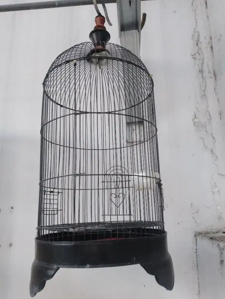Kandang burung Lovebird