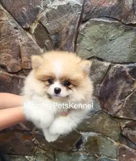 Jual anjing Pom mini Pomeranian TERMURAH