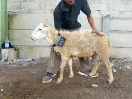 Domba Qurban Sehat, Harga Bersahabat!