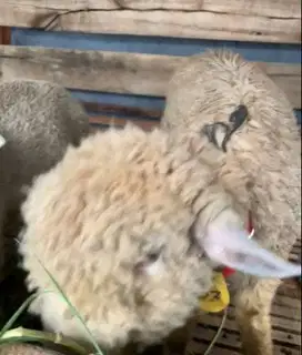domba merino jantan jual kiloan 40-100 kilo 1-2 tahunan gemoy superan