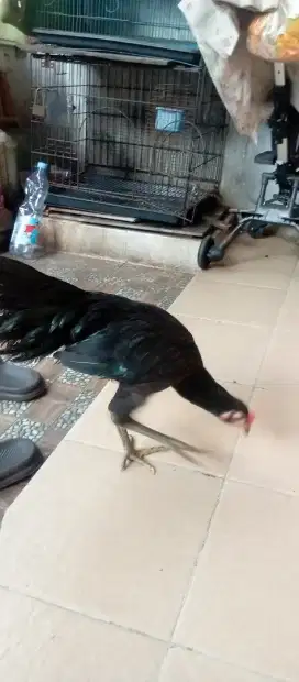 Pamangon bulbi sepasang