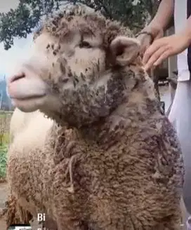 domba merino kiloan 40-100 kilo 1-2 tahun siap kurban gemoy 2025 puas