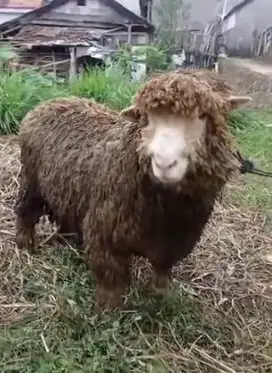 domba merino kiloan 40-100 kiloan 1-2 tahun siap qurban rawatan manteb
