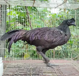 Jual ayam bekisar cemani atau bekicem mulus usia 6bln siapan kota batu