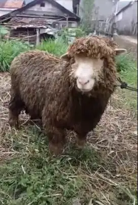 domba merino jantan kiloan 40-100kilo siap domba qurban gemoy rawatan