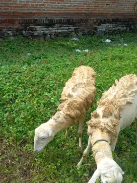 JUAL KAMBING / DOMBA BETINA
