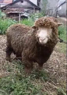 domba merino kiloan 40-100 kiloan jantan super siap kurban 2025 manteb