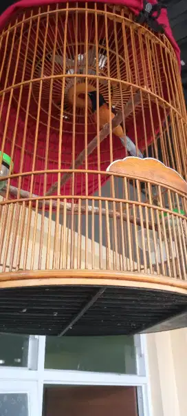 Jual burung murai batu sama kandang y