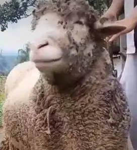 domba merino jantan 40-100 kiloan siap domba qurban gemoy 2025 manteb